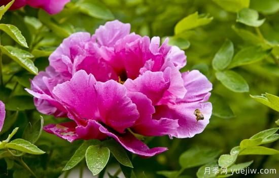 冬季養牡丹花，做好4步來(lái)年花開(kāi)滿(mǎn)盆(圖1)