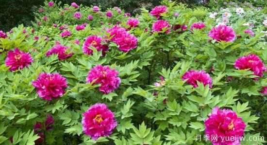 冬季養牡丹花，做好4步來(lái)年花開(kāi)滿(mǎn)盆(圖2)