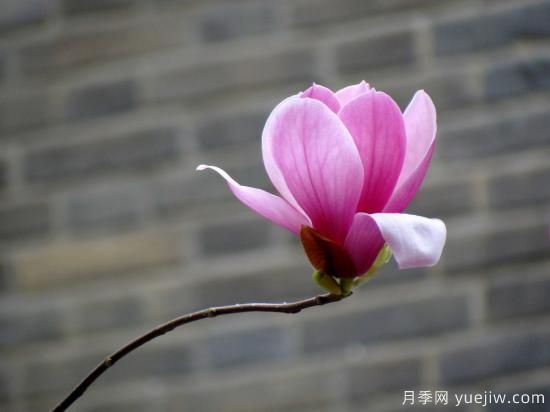 玉蘭花很常見(jiàn)，卻沒(méi)想到還有白色紫色和紅色(圖1)