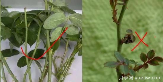 為什么月季扦插總是黑桿？掌握必備要素就成功(圖2)