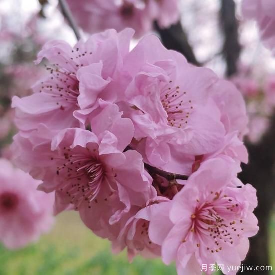 中國10大名花排行榜，你喜歡的花卉上榜了嗎(圖1)
