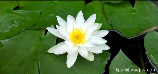 中國10大名花排行榜，你喜歡的花卉上榜了嗎(圖4)