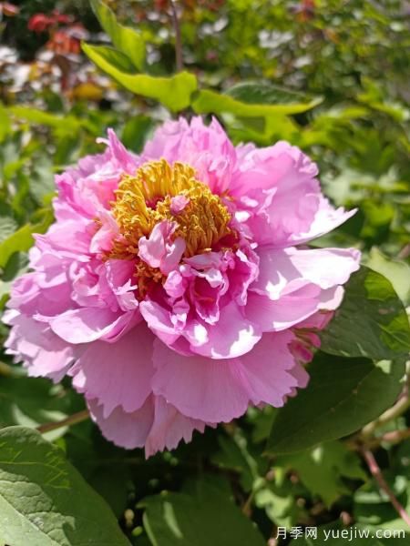 中國10大名花排行榜，你喜歡的花卉上榜了嗎(圖2)