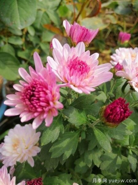 中國10大名花排行榜，你喜歡的花卉上榜了嗎(圖3)