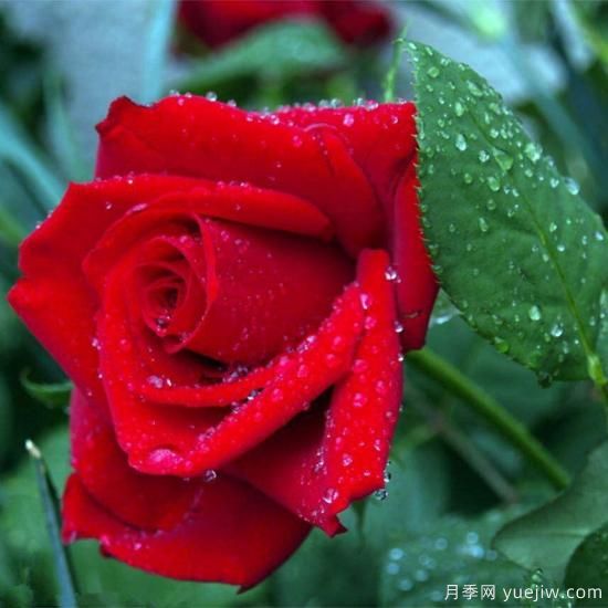 中國10大名花排行榜，你喜歡的花卉上榜了嗎(圖5)
