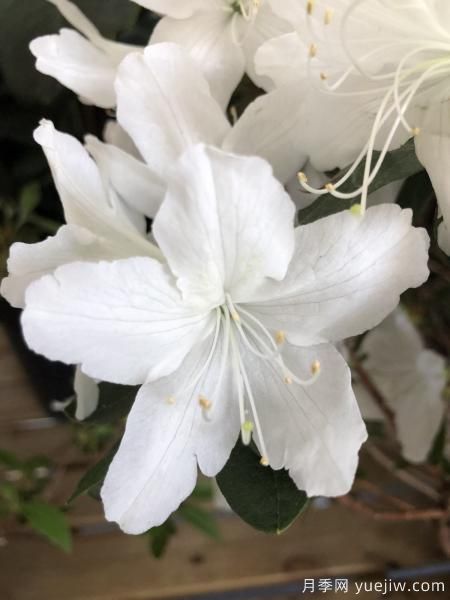 中國10大名花排行榜，你喜歡的花卉上榜了嗎(圖6)