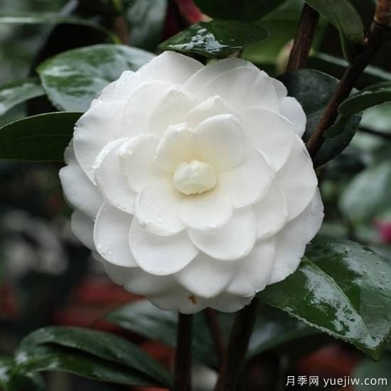 中國10大名花排行榜，你喜歡的花卉上榜了嗎(圖7)