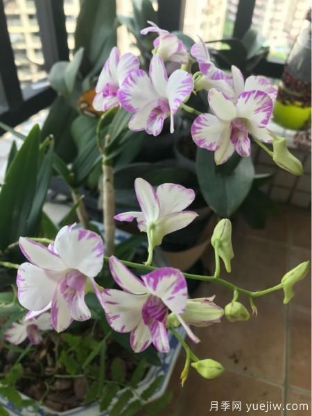 中國10大名花排行榜，你喜歡的花卉上榜了嗎(圖8)