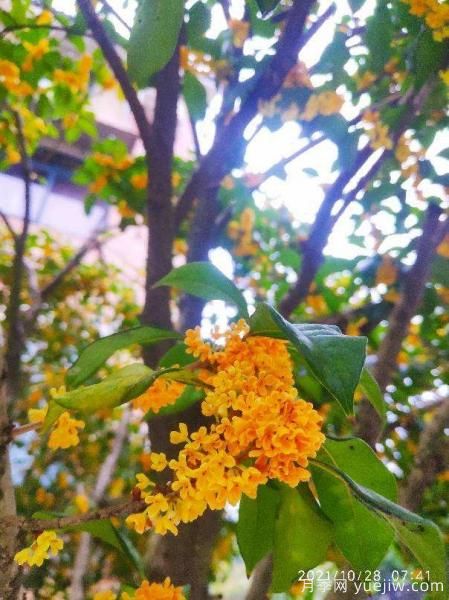 中國10大名花排行榜，你喜歡的花卉上榜了嗎(圖9)