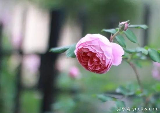 常見(jiàn)的18種藤本月季優(yōu)缺點(diǎn)，對號入座選擇(圖5)