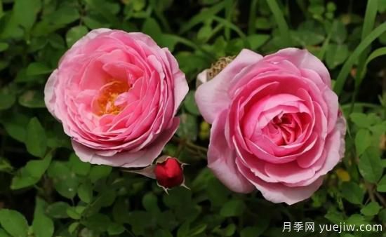 常見(jiàn)的18種藤本月季優(yōu)缺點(diǎn)，對號入座選擇(圖6)