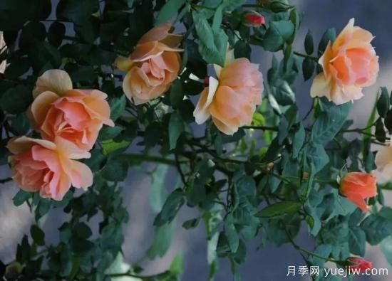 常見(jiàn)的18種藤本月季優(yōu)缺點(diǎn)，對號入座選擇(圖9)