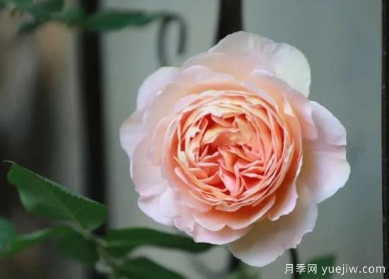 常見(jiàn)的18種藤本月季優(yōu)缺點(diǎn)，對號入座選擇(圖10)