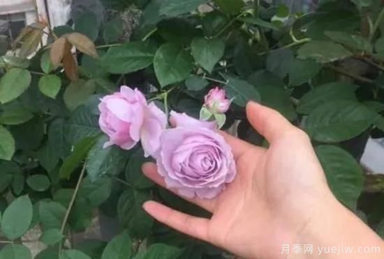 常見(jiàn)的18種藤本月季優(yōu)缺點(diǎn)，對號入座選擇(圖15)