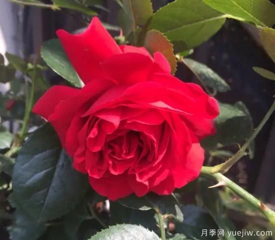 弗洛倫蒂娜、大游行、亞伯拉罕、藍色陰雨等藤本月季的優(yōu)缺點(diǎn)是什么？(圖1)