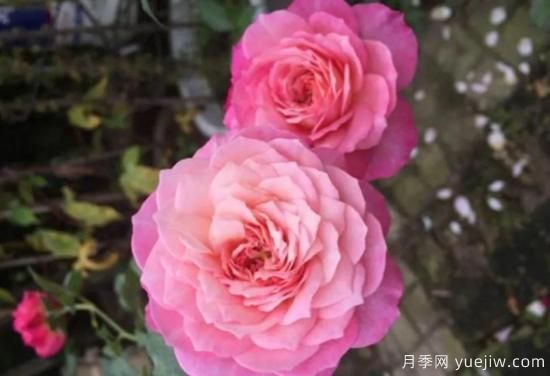 弗洛倫蒂娜、大游行、亞伯拉罕、藍色陰雨等藤本月季的優(yōu)缺點(diǎn)是什么？(圖3)