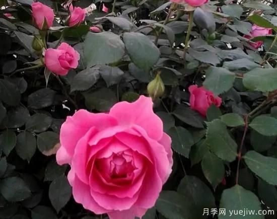 弗洛倫蒂娜、大游行、亞伯拉罕、藍色陰雨等藤本月季的優(yōu)缺點(diǎn)是什么？(圖2)