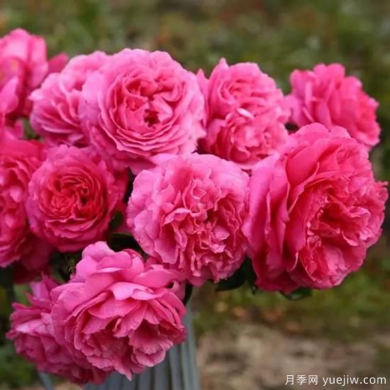 10大伊芙系列月季品種，花大濃香十分誘人(圖1)