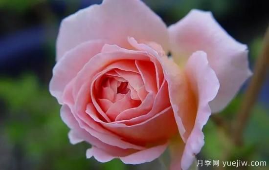 弗洛倫蒂娜、大游行、亞伯拉罕、藍色陰雨等藤本月季的優(yōu)缺點(diǎn)是什么？(圖4)