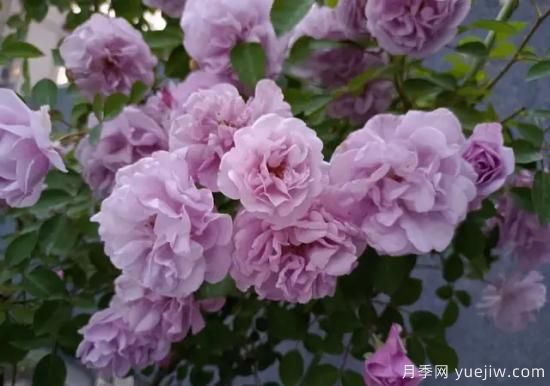 弗洛倫蒂娜、大游行、亞伯拉罕、藍色陰雨等藤本月季的優(yōu)缺點(diǎn)是什么？(圖5)