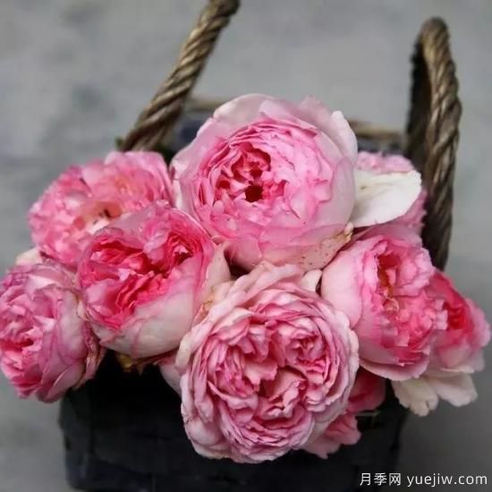 10大伊芙系列月季品種，花大濃香十分誘人(圖3)