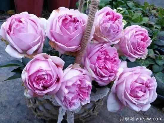 10大伊芙系列月季品種，花大濃香十分誘人(圖4)