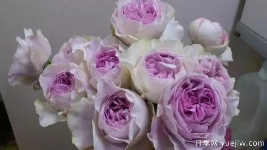 10大伊芙系列月季品種，花大濃香十分誘人(圖6)