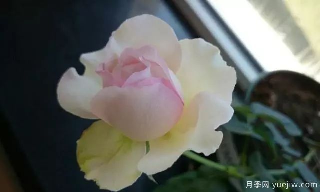10大伊芙系列月季品種，花大濃香十分誘人(圖9)
