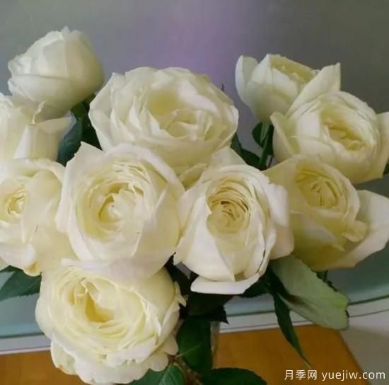 10大伊芙系列月季品種，花大濃香十分誘人(圖11)