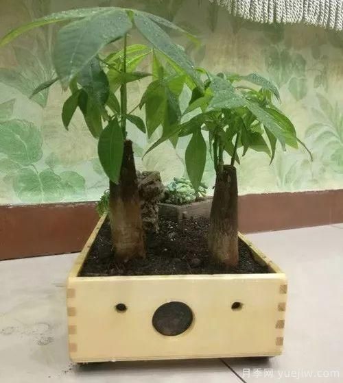 好看又省心，冬季適合懶人養的八大花卉植物(圖1)