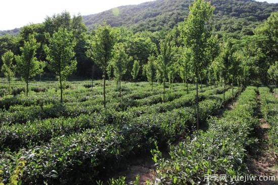 南陽(yáng)桐柏：發(fā)展林下經(jīng)濟 綠了山川富了民(圖1)