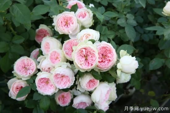 初冬月季花苞打不開(kāi)，可能是這些原因，有什么應對措施(圖6)
