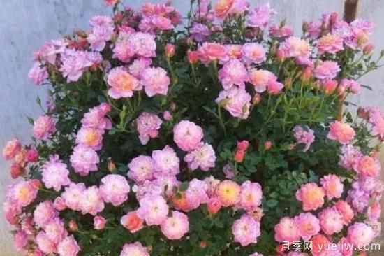 讓盆栽月季花開(kāi)爆盆的方法，選對花盆，水肥管理是重點(diǎn)(圖1)