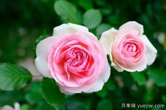 讓盆栽月季花開(kāi)爆盆的方法，選對花盆，水肥管理是重點(diǎn)(圖2)