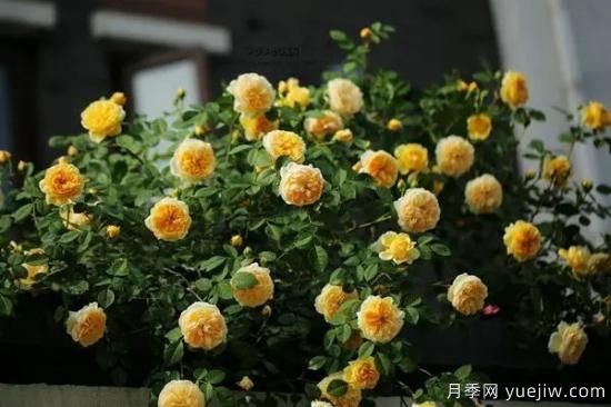 讓盆栽月季花開(kāi)爆盆的方法，選對花盆，水肥管理是重點(diǎn)(圖3)