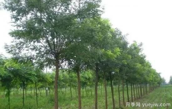 苗木長(cháng)勢弱怎么辦？(圖1)
