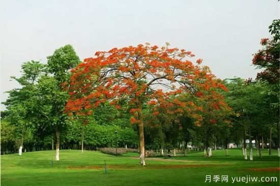 苗木中的精品！這6種高顏值苗木你家苗圃有嗎？(圖2)