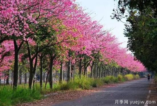 苗木中的精品！這6種高顏值苗木你家苗圃有嗎？(圖4)