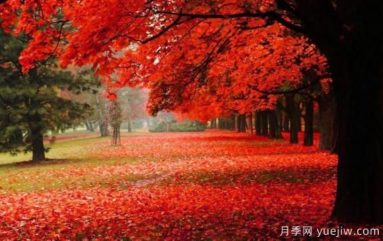 苗木中的精品！這6種高顏值苗木你家苗圃有嗎？(圖3)