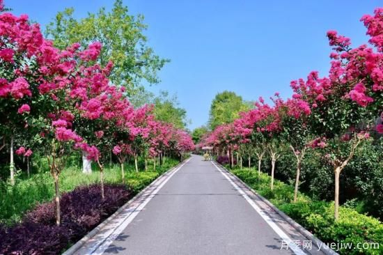 苗木中的精品！這6種高顏值苗木你家苗圃有嗎？(圖5)
