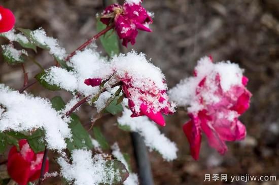 耐寒性，你家月季抗不抗凍？月季如何過(guò)冬(圖1)