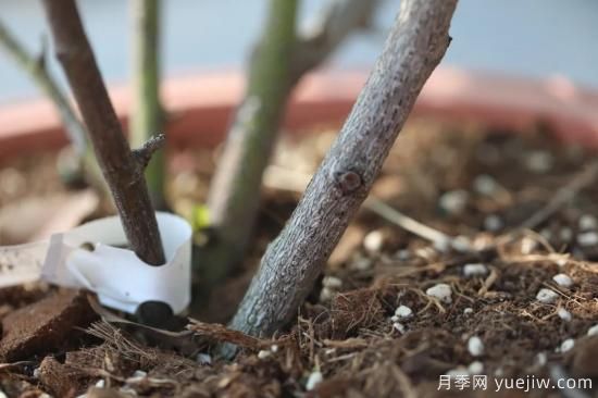 耐寒性，你家月季抗不抗凍？月季如何過(guò)冬(圖3)