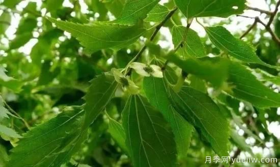 適合我國西部和北部地區的綠化種植的苗木推薦(圖2)