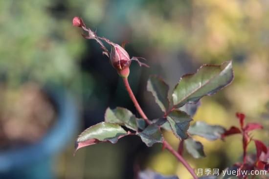 耐寒性，你家月季抗不抗凍？月季如何過(guò)冬(圖5)