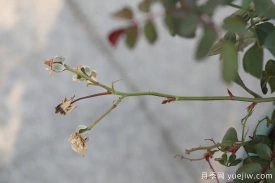 耐寒性，你家月季抗不抗凍？月季如何過(guò)冬(圖6)