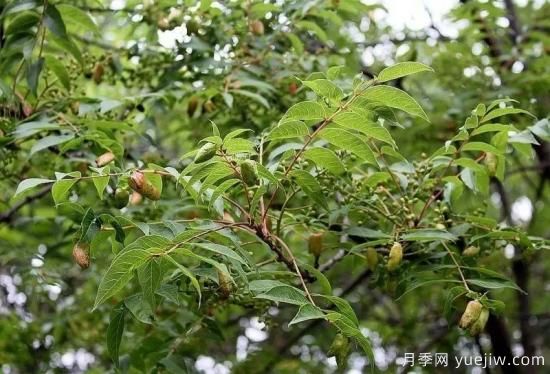 適合我國西部和北部地區的綠化種植的苗木推薦(圖3)