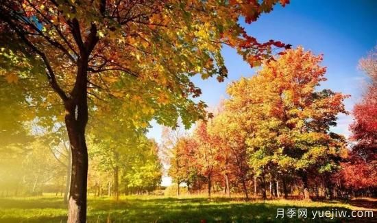 適合我國西部和北部地區的綠化種植的苗木推薦(圖4)