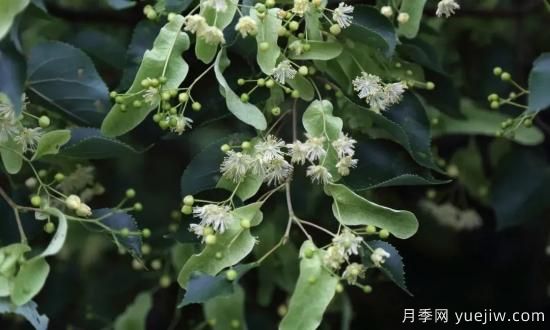 適合我國西部和北部地區的綠化種植的苗木推薦(圖5)