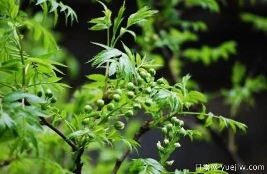 適合我國西部和北部地區的綠化種植的苗木推薦(圖7)