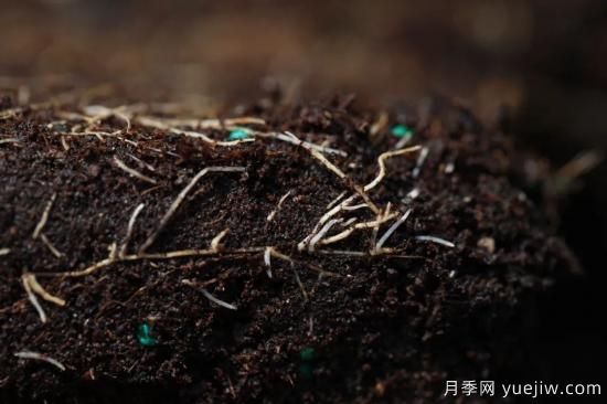 耐寒性，你家月季抗不抗凍？月季如何過(guò)冬(圖9)
